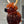 Highland Cow
